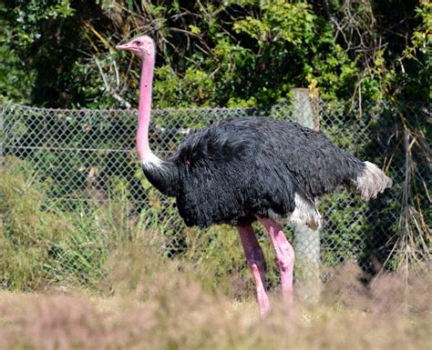 Ostrich Free Stock Photo   Public Domain Pictures