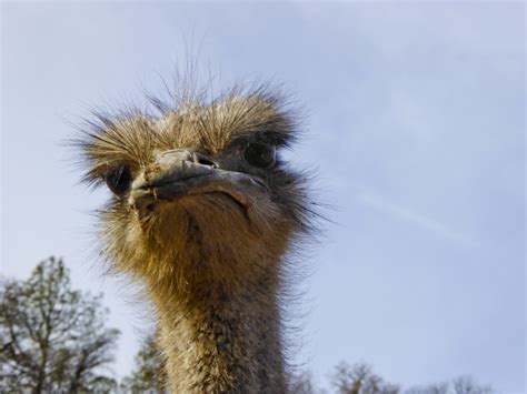 Ostrich Free Stock Photo   Public Domain Pictures