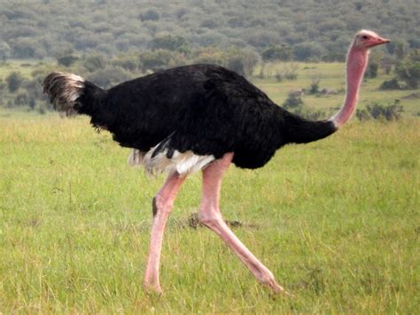 Ostrich  male  | Photo