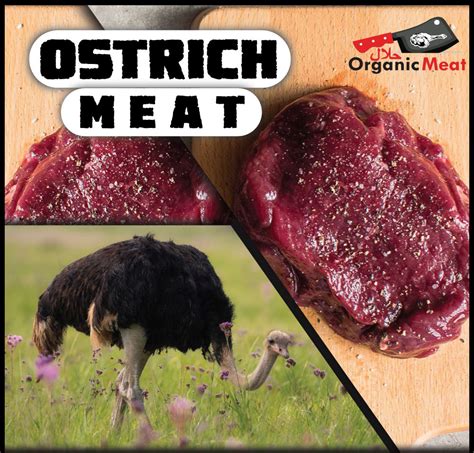 Ostrich Meat – Organic Meat