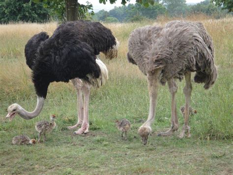Ostrich Pictures   Kids Search