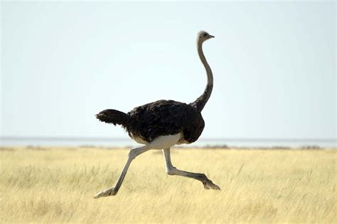 Ostrich Pictures   Kids Search