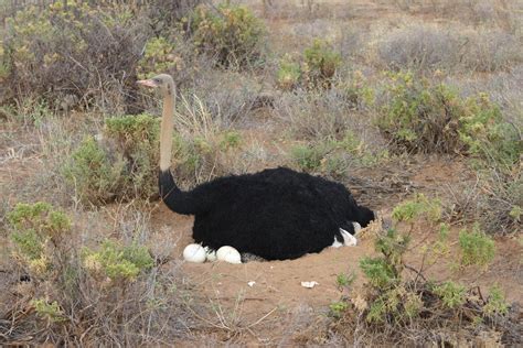 Ostrich Symbolism; A message   Spirit Animals Totems