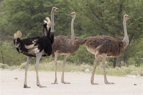 Ostrich Wikipedia