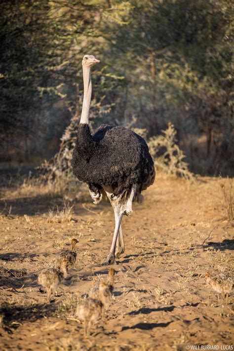 Ostrich | Will Burrard Lucas
