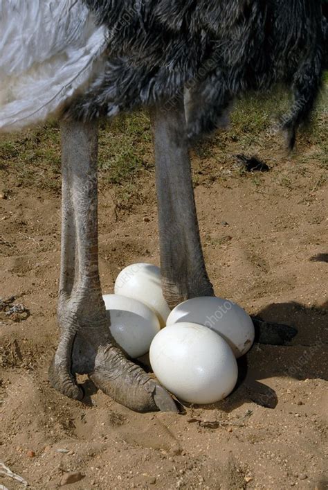 Ostrich with eggs   Stock Image   Z804/0046   Science ...