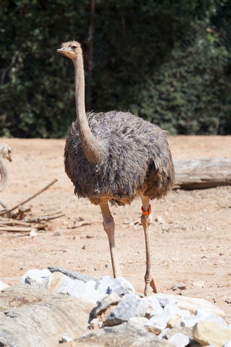 Ostrich Zoo Atlanta