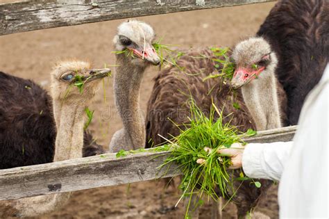 Ostriches eating leaf stock image. Image of outdoors ...