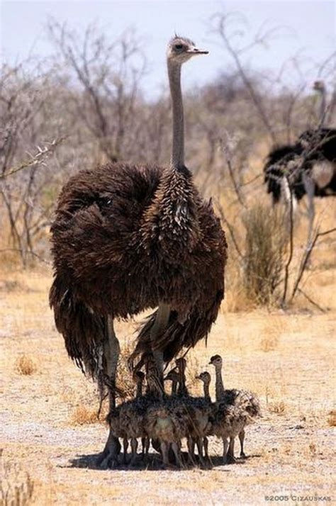 Ostrichs. | Tiere, Natur tiere, Ausgestopftes tier
