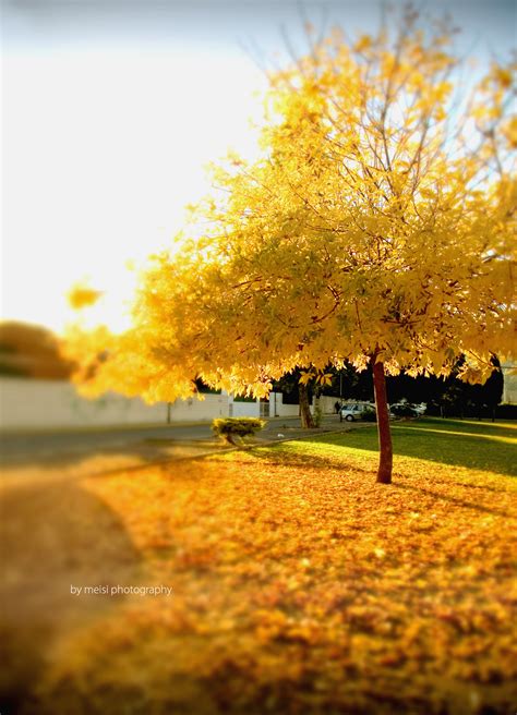 otoño | Kireei, cosas bellas