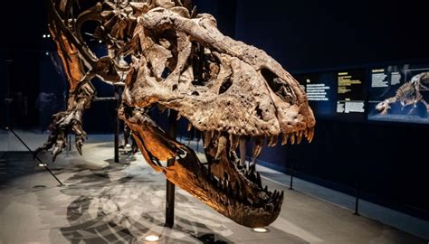 Outrage as baby T Rex fossil listed for sale on eBay | Newshub