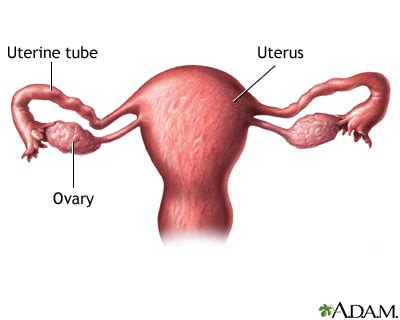 Ovarian cysts | UF Health, University of Florida Health