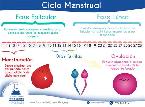 Ovulación: Podría estar embarazada   Laboratorio Tenerife Islas Canarias