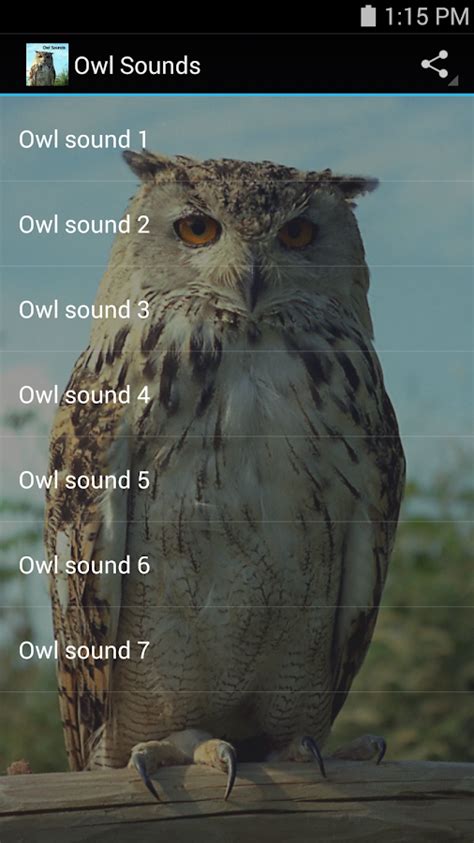 Owl Sounds   Android Apps on Google Play