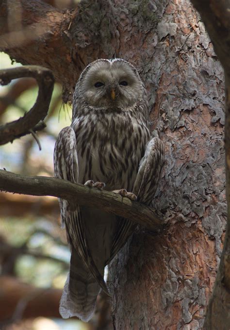 Owl  Strigiformes  | Idaho Fish and Game