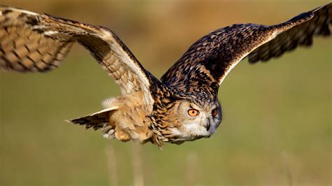 owls, Animals, Birds, Predator, Raptor, Flight, Fly, Feathers, Wings ...