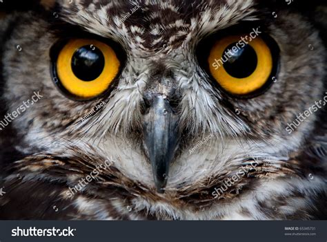 Owls Are The Order Strigiformes, Constituting 200 Extant ...