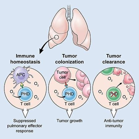 Oxígeno y cáncer: investigación valora el papel del ...