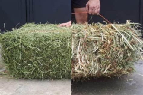 Paca heno avena y alfalfa 18kg mixta mitad y mitad c/envío en México ...