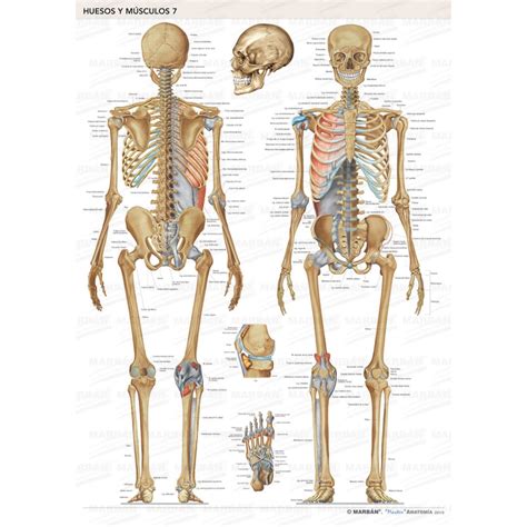 Pack láminas huesos, músculos y espalda | Marbán Libros