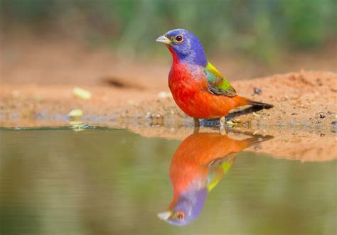 Painted Bunting | Audubon Field Guide