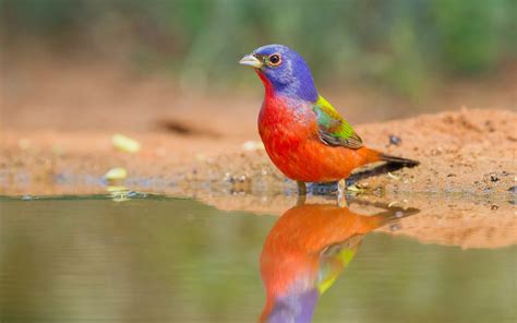 Painted Bunting | Audubon Field Guide