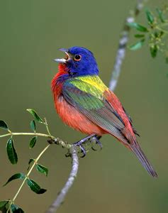 Painted Bunting | Bird Gallery | Houston Audubon