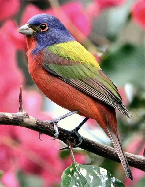 Painted bunting, Florida. Photo by Mark Renz