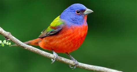 Painted Bunting Life History, All About Birds, Cornell Lab ...