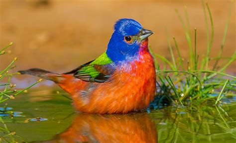 Painted Bunting | Painted bunting, Migratory birds, Bird