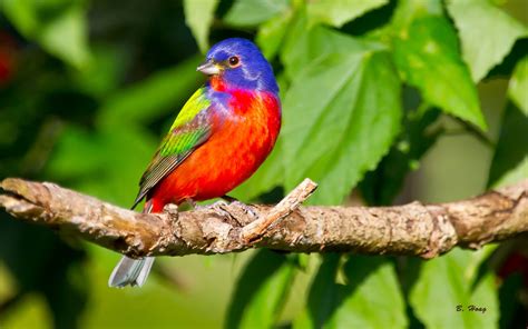painted bunting perched on a branch   Birds Photo ...