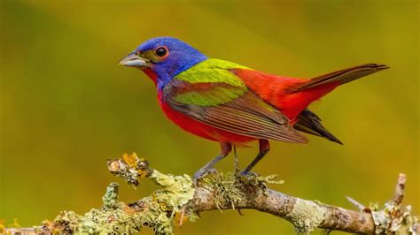 Painted Bunting   Print on Canvas 4k Ultra HD Wallpaper ...