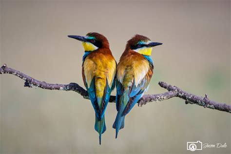 Pair Of Bee Eaters   Jason Dale Photography
