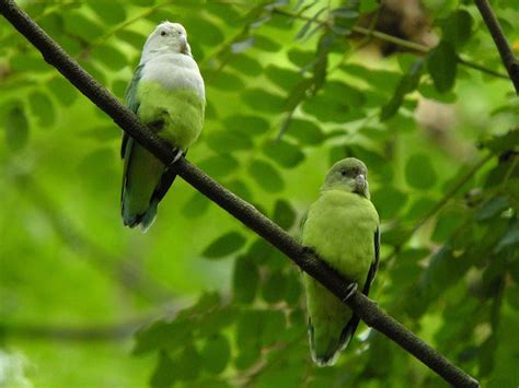 pair of Grey headed Lovebird  Agapornis cana  by Frank ...
