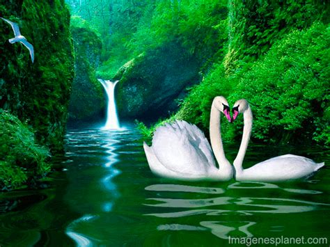 paisajes romanticos con cisnes en movimiento | IMAGENES ...