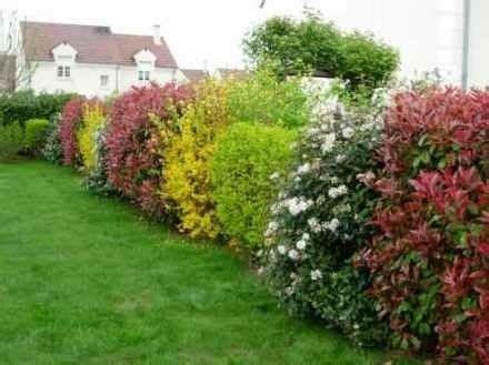 Paisajismo. Cercos verdes | Garden hedges, Front garden design, Privacy ...