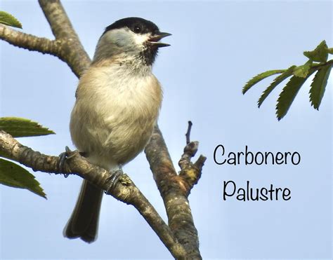 Pajareando por Asturias : Carbonero Palustre  Poecile palustris