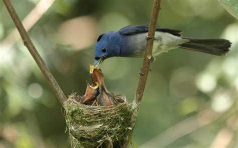 Pajarito Azul Alimentando sus Pichones | Fotos e Imágenes en FOTOBLOG X