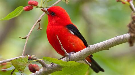 pajarito negro rojo se encarama en ciruelas rama de un árbol pájaros hd ...