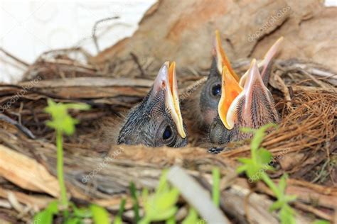 Pajaritos en el nido con la boca abierta — Foto de Stock #55328121 ...
