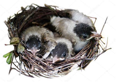 pajaritos en el nido — Foto de stock  chartcameraman #33494813
