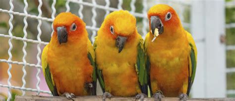 Pájaro Agapornis: características y cuidados   Bekia Mascotas