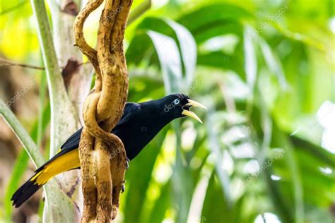 Pájaro alado en rama, ojo azul, bosque lluvioso, aves exóticas foto 2021