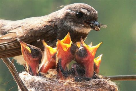 Pájaro alimentando a sus crías  11653