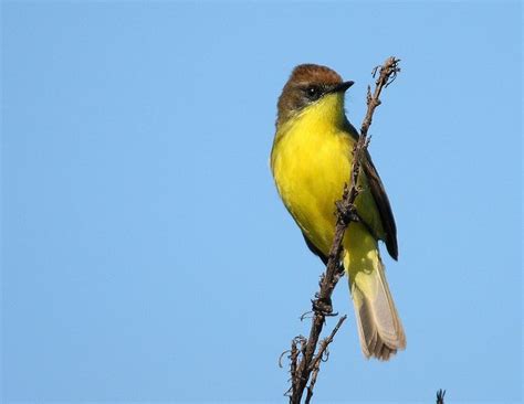 Pajaro Amarillo | Animals, Birds, Photo