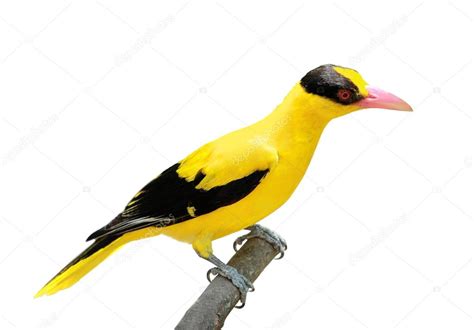 pájaro amarillo brillante — Foto de stock  odua #39447943