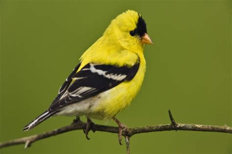 Pájaro amarillo con cara negra  21526