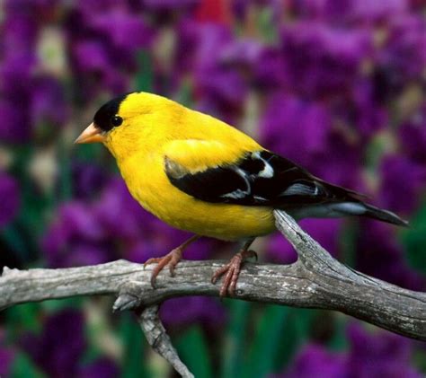 Pajaro amarillo con negro | AVES | Beautiful bird ...