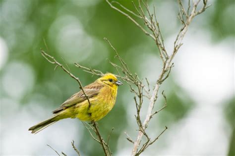 Pájaro amarillo en rama | Foto Premium