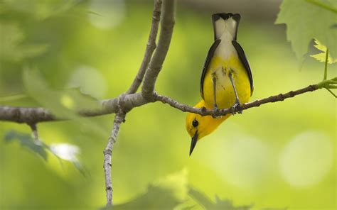 Pájaro Amarillo en una rama   Fondos de Pantalla HD   Wallpapers HD